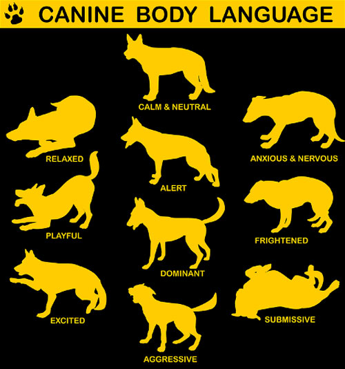 dog_body_language-500jpg_0